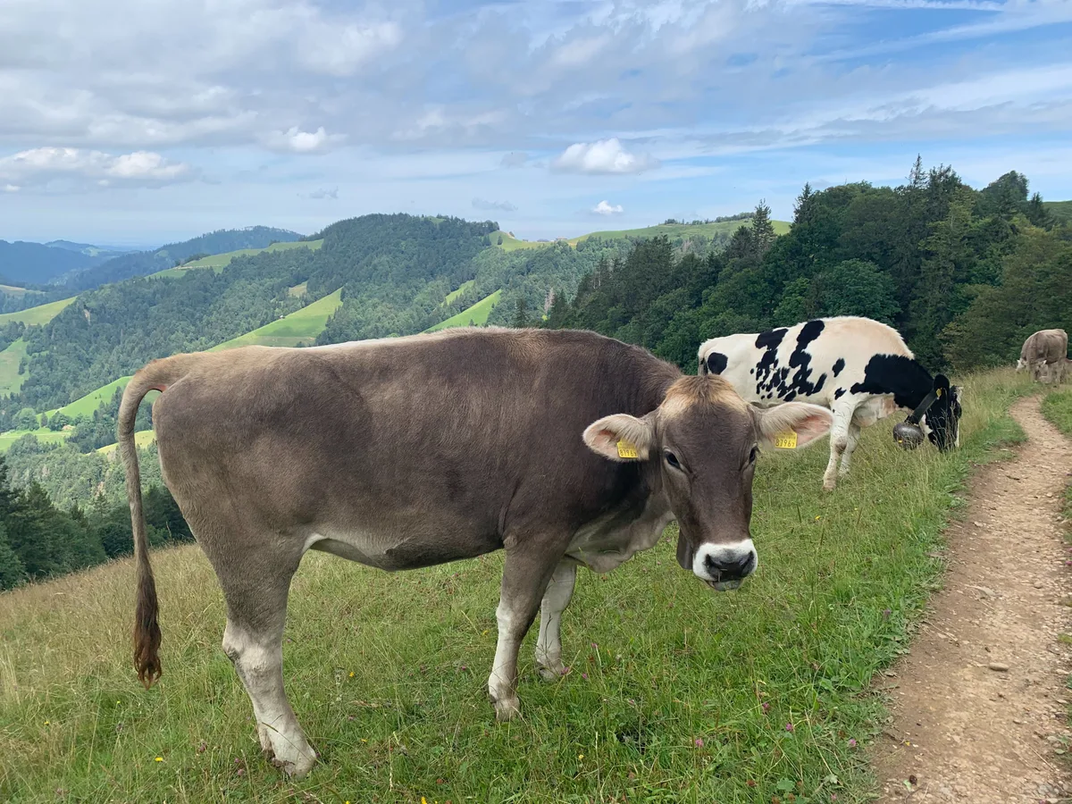 Kühe beim Tweralpspitz auf der Weide. 